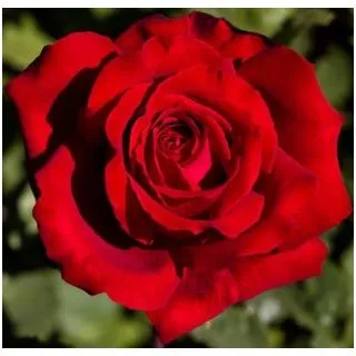 Compra ROSAL AUREA en la tienda online Fito Agrícola