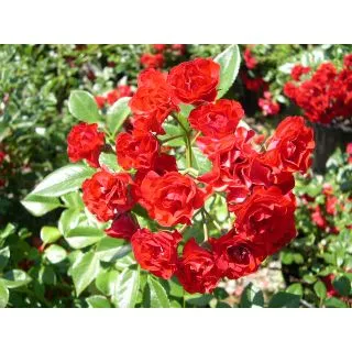 Compra ROSAL SCARLET MEIDILAND ® - Meifafio (Llorón) en la tienda online Fito Agrícola