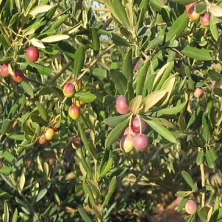 Compra OLIVO ARRONIZ en la tienda online Fito Agrícola