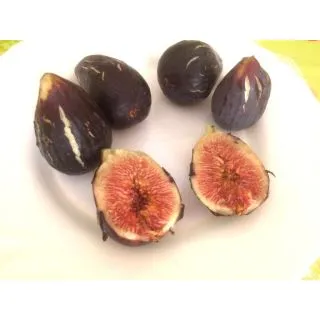 Compra HIGUERA NAPOLITANA NEGRA (Breva) en la tienda online Fito Agrícola