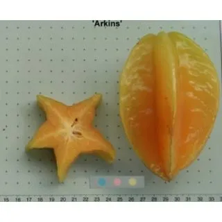 Compra CARAMBOLO ARKING en la tienda online Fito Agrícola