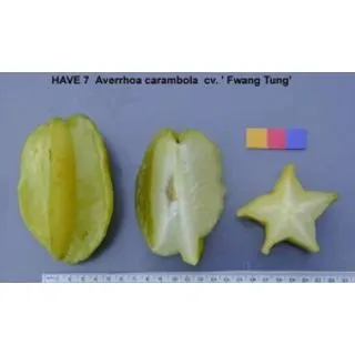 Compra CARAMBOLO FWANG TUNG en la tienda online Fito Agrícola