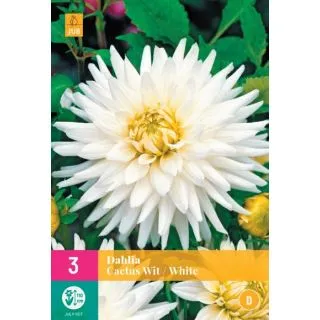 Compra DALIA CACTUS WHITE XXL en la tienda online Fito Agrícola