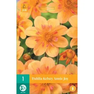 Compra DALIA KELSEY ANNE JOY en la tienda online Fito Agrícola