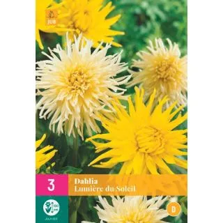 Compra DALIA LUMIÈRE DU SOLEIL XXL en la tienda online Fito Agrícola