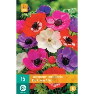 Compra ANÉMONA DE CAEN MIX en la tienda online Fito Agrícola