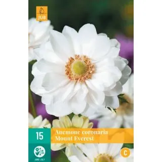 Compra ANÉMONA MOUNT EVEREST en la tienda online Fito Agrícola