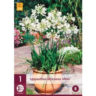 Compra AGAPANTHUS AFRICANUS ALBUS en la tienda online Fito Agrícola