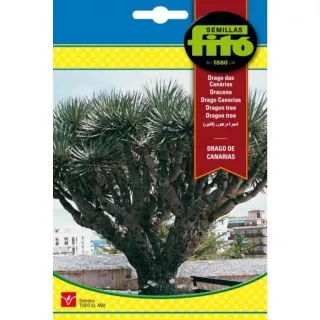 Compra DRAGO CANARIO (8 Semillas). en la tienda online Fito Agrícola