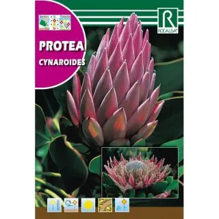Compra PROTEA CYNAROIDES (6 gr.). en la tienda online Fito Agrícola