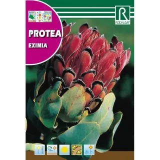 Compra PROTEA EXIMIA (6 gr.). en la tienda online Fito Agrícola