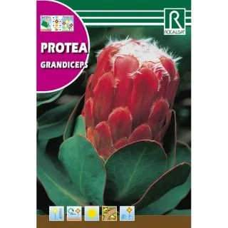 Compra PROTEA GRANDICEPS (6 Semillas). en la tienda online Fito Agrícola