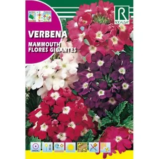 Compra VERBENA MAMMOUTH FLORES GIGANTES VARIADA (1 gr.). en la tienda online Fito Agrícola