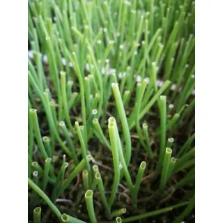 Compra CEBOLLA LIRIA EPS726 en la tienda online Fito Agrícola