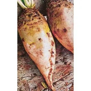 Compra REMOLACHA FORRAJERA BLANCA DE CUELLO VERDE (500 gr.). en la tienda online Fito Agrícola