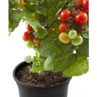 Compra TOMATE REDONDO HOBBY FRESH M13 en la tienda online Fito Agrícola