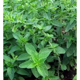 Compra MEJORANA ECOLÓGICA ME11 en la tienda online Fito Agrícola