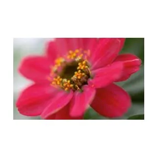 Compra ZINNIA PROFUSSION CORAL PINK (240 Plantas). en la tienda online Fito Agrícola