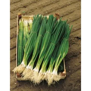 Compra CEBOLLINO PARADE ECOLÓGICO Precisión (250.000 Semillas) en la tienda online Fito Agrícola