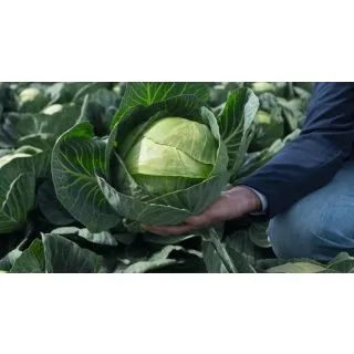 Compra COL AMAZON F1 Precisión ECOLÓGICA (10.000 Semillas). en la tienda online Fito Agrícola