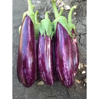 Compra BERENJENA KELSO F1 (1000 Semillas). en la tienda online Fito Agrícola