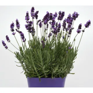 Compra LAVANDULA AVIGNON EARLY BLUE (144 Plantas). en la tienda online Fito Agrícola