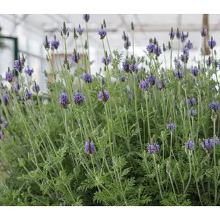 Compra LAVANDULA TORCH (144 Plantas). en la tienda online Fito Agrícola