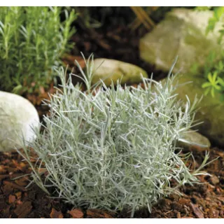 Compra CURRY (126 Plantas). en la tienda online Fito Agrícola