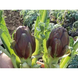 Compra ALCACHOFA TIZIO F1 (500 Semillas). en la tienda online Fito Agrícola