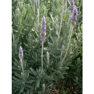Compra LAVANDA DENTATA (126 Plantas). en la tienda online Fito Agrícola