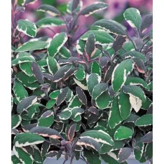 Compra SALVIA TRICOLOR (126 Plantas). en la tienda online Fito Agrícola