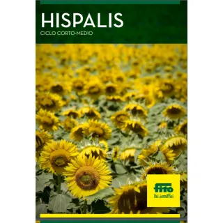 Compra GIRASOL HISPALIS (150.000 Semillas) en la tienda online Fito Agrícola