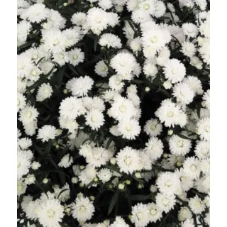 Compra ASTER SHOWMAKERS SNOW WHITE (126 Plantas) en la tienda online Fito Agrícola