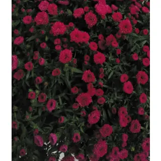Compra ASTER SHOWMAKERS MAGENTA (125 Plantas) en la tienda online Fito Agrícola