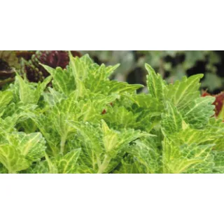 Compra COLEOS SUNFIGHTER ELECTRIC LIME (125 Plantas). en la tienda online Fito Agrícola