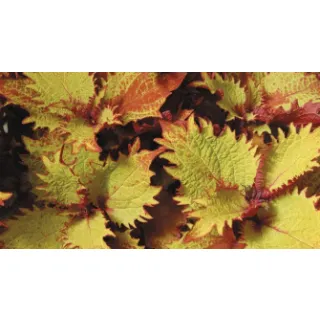 Compra COLEOS SUNFIGHTER HENNA (125 Plantas). en la tienda online Fito Agrícola