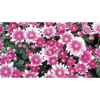 Compra CRYSANTHEMUM AVALON PINK (125 PLantas). en la tienda online Fito Agrícola