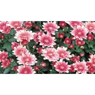 Compra CRYSANTHEMUM AVALON SALMON (125 PLantas). en la tienda online Fito Agrícola