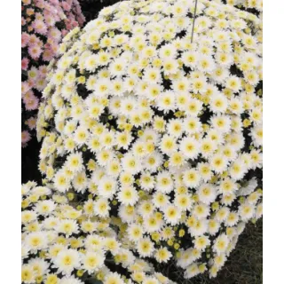 Compra CRYSANTHEMUM AVALON ALENKA (125 PLantas). en la tienda online Fito Agrícola