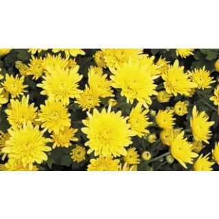 Compra CRYSANTHEMUM AVALON AMARILLO (125 PLantas). en la tienda online Fito Agrícola