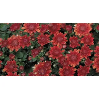 Compra CRYSANTHEMUM AVALON RED (125 PLantas). en la tienda online Fito Agrícola