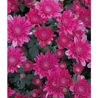 Compra CRYSANTHEMUM SORRENTO PINK (125 PLantas). en la tienda online Fito Agrícola