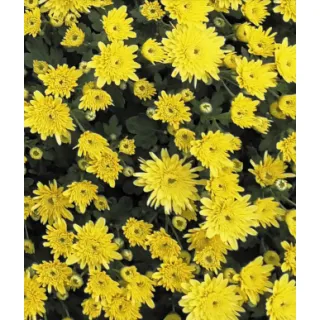 Compra CRYSANTHEMUM SORRENTO YELLOW (125 PLantas). en la tienda online Fito Agrícola