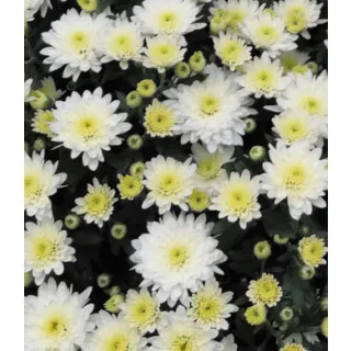 Compra CRYSANTHEMUM SORRENTO WHITE (125 PLantas). en la tienda online Fito Agrícola