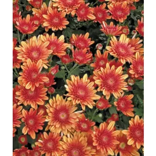 Compra CRYSANTHEMUM SORRENTO ORANGE (125 PLantas). en la tienda online Fito Agrícola