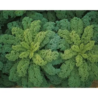 Compra COL DARKIBOR F1 ECOLÓGICA Precisión (1.000 Semillas). en la tienda online Fito Agrícola