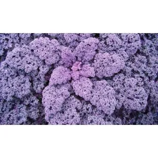 Compra COL REDBOR F1 ECOLÓGICA Precisión (1.000 Semillas). en la tienda online Fito Agrícola