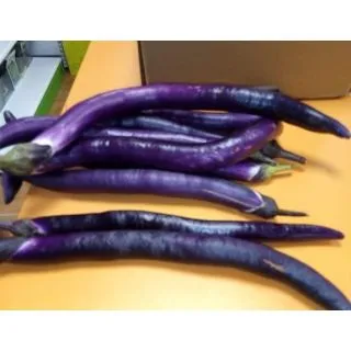 Compra BERENJENA JAPONESA Injertada EPS104 en la tienda online Fito Agrícola