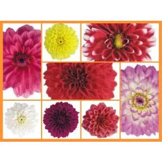 Compra DAHLIA MAXI MIX (84 Plantas). en la tienda online Fito Agrícola