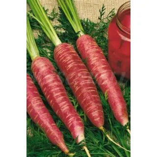 Compra ZANAHORIA ROJA DE VINAGRE (100 gr.). en la tienda online Fito Agrícola